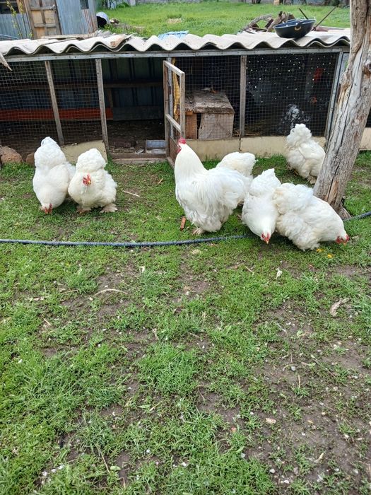 Продам цеплят и яйца