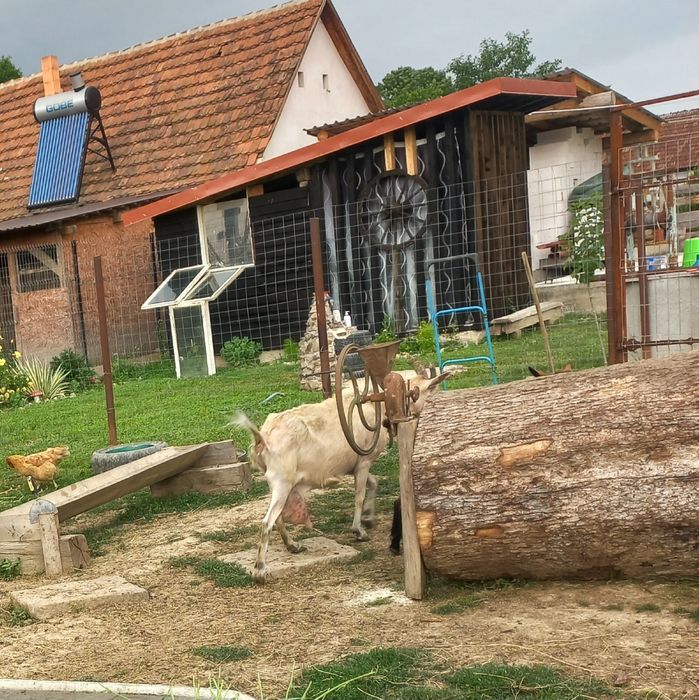 Vând capra cu 3 litri de lapte