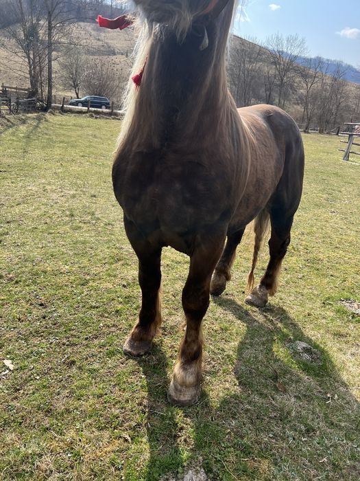 Armasar Comtois in primavara face 3 ani