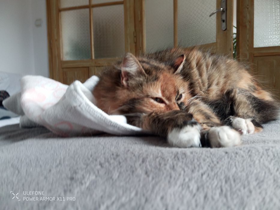 Търсим дом за Шери и Роши