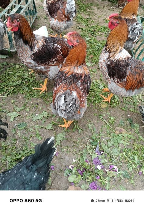 Cocosi Wiandotte rasa pura