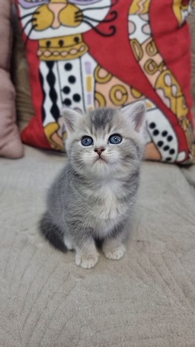 Шотланский котёнок страйт мальчик