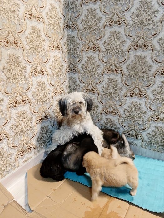 Щенята г.Караганда