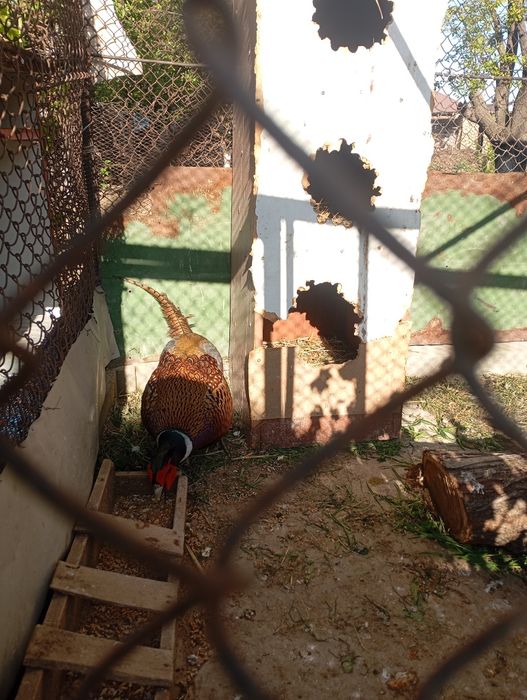 Фазан самец возможно бартер