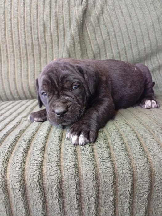 Кане Корсо Cane Corso Italiano