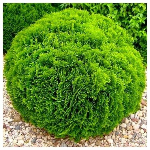 Озеленение и благоустройство