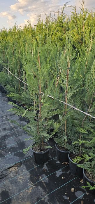 Cupressocyparis leylandii ( gard viu)