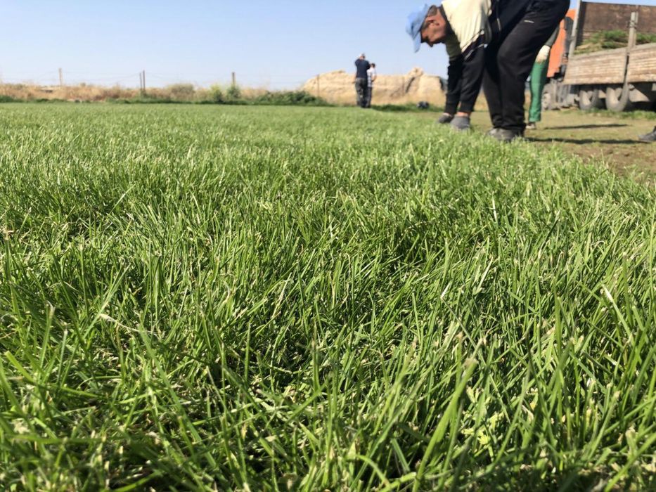 Дерн/Газон спортивный