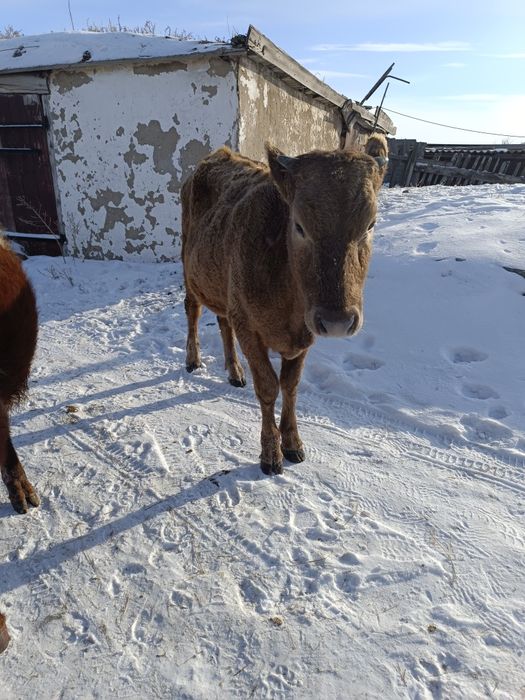 Продам годовалые тёлочки