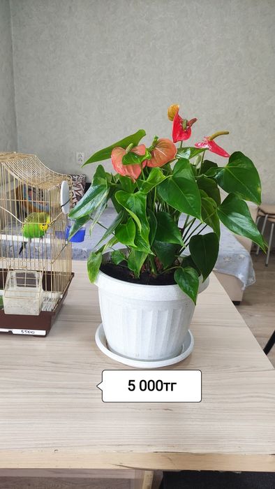 Шефлера.    8 лет.