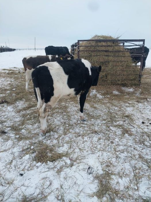 Продам КРС (6 телок (оптом))