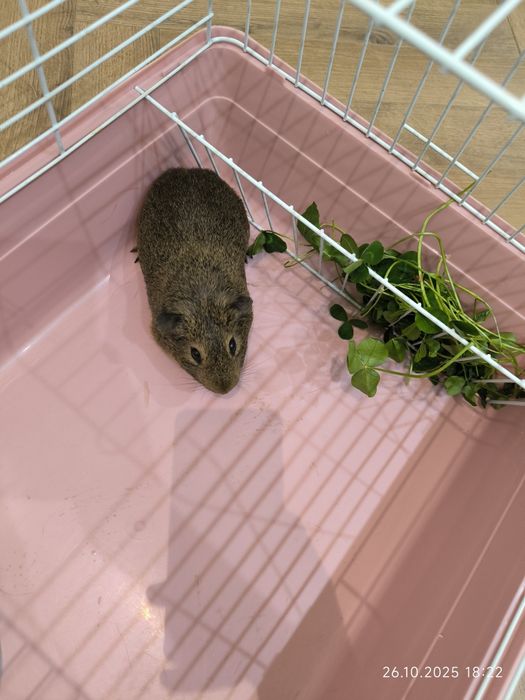 Морская свинка, мальчик