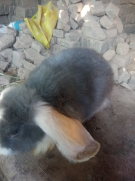 F.baran tozasi sirochni sotiladi narxi.250ming soʻm