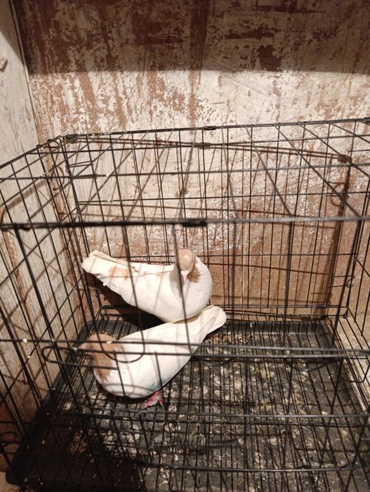 Голуби бакинцы год два не знаю 10000тг за пару