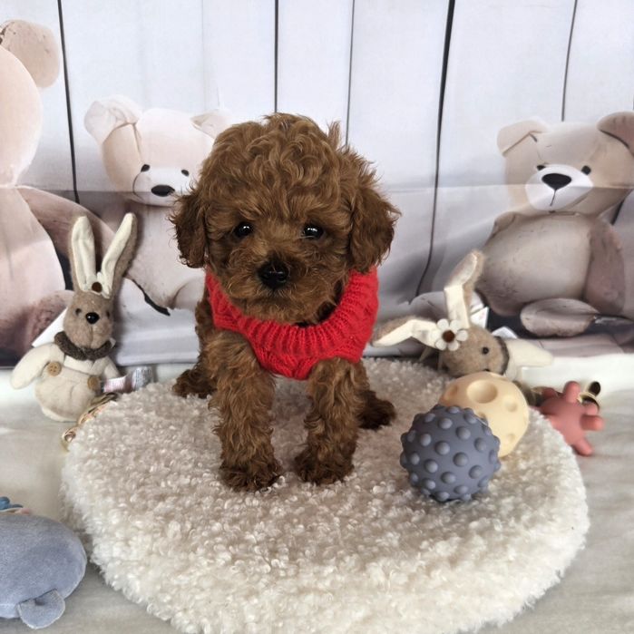 Пудел той /Poodle toy /с родословие