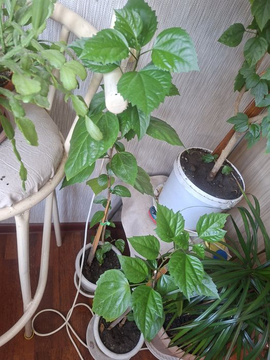 Продам деток китайской розы .