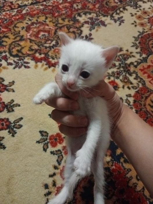 Котов в добрые руки