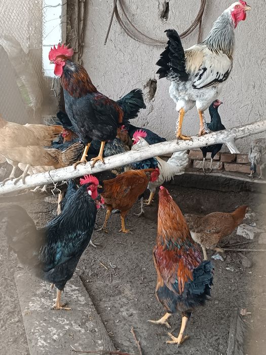 Xoʻrozlar uyniki 2025 Apreldaki chiqan