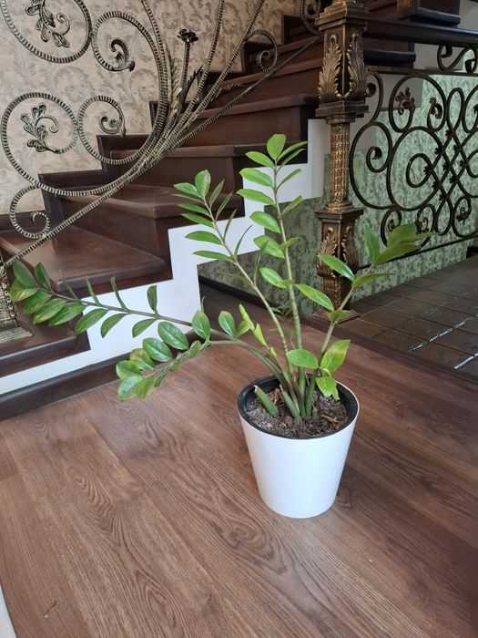 Замиокулькас.  Продаётся