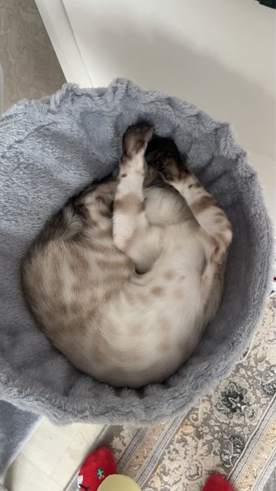 Продам кошку бенгал