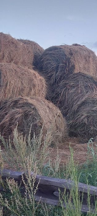 Продам сено в рулонах