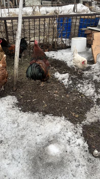 Петух (здоровый,хороший)