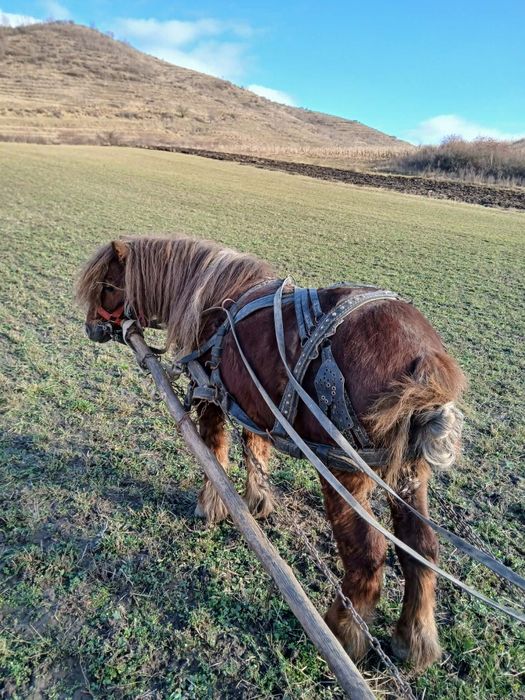 Vând sau schimb ponei de 6 ani