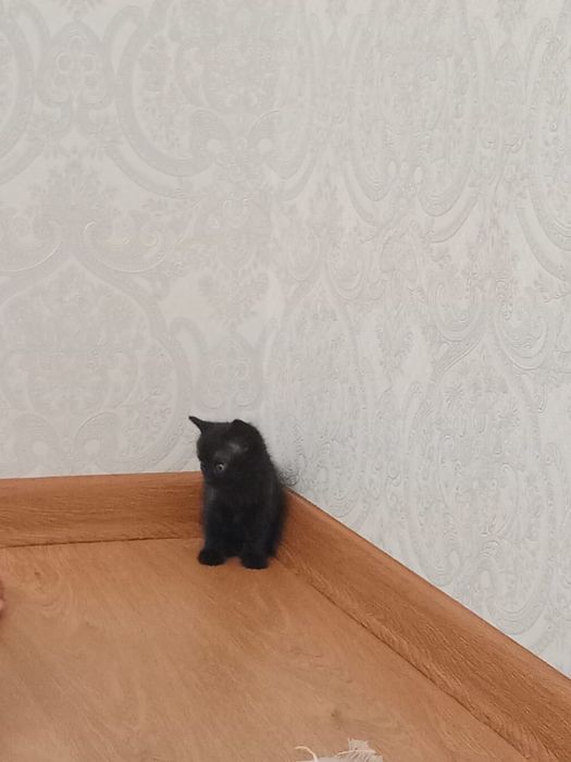 Отдам хорошие руки милых котенков