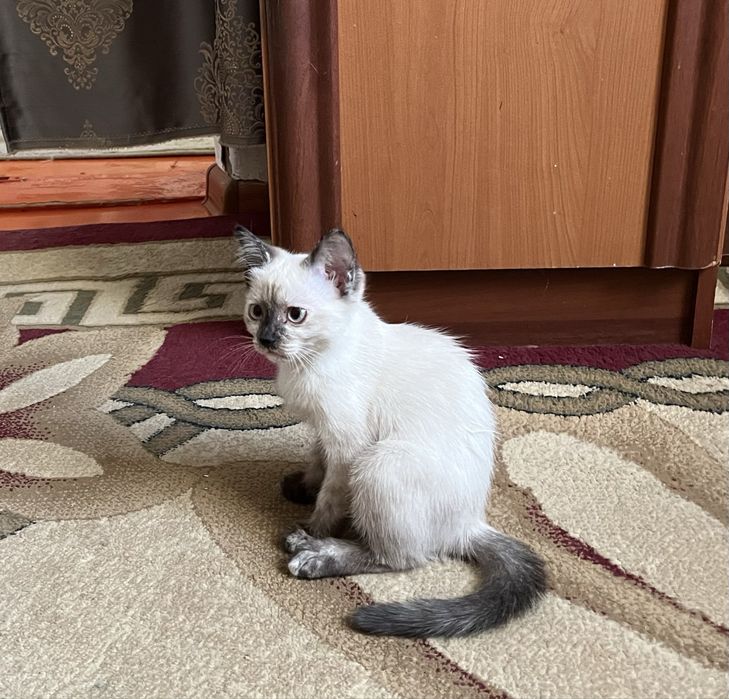 Отдам котенка в добрые руки