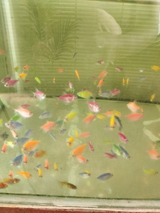 Тернеция Гло аквариумные рыбки