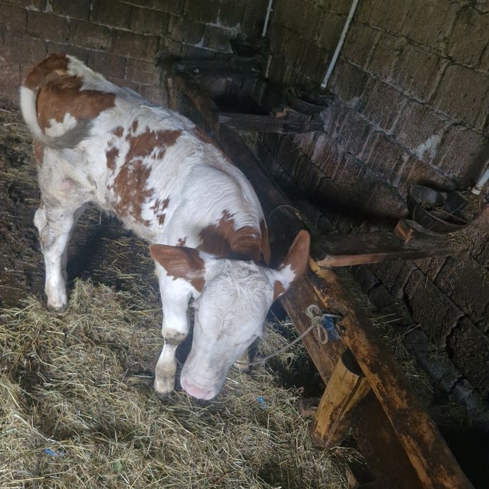Vând vițea bălțată!