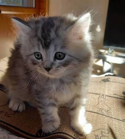Фолд  1 месяц3 недели  .  Приученны.