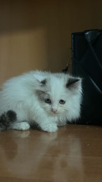 Персидская кошка