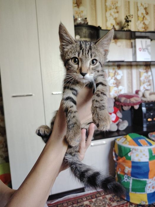 Шустрый котёнок мальчик