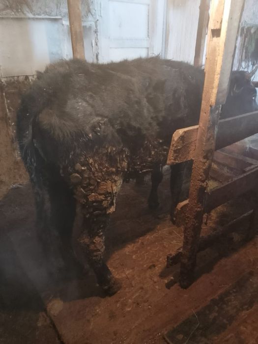 Продам жирных телок