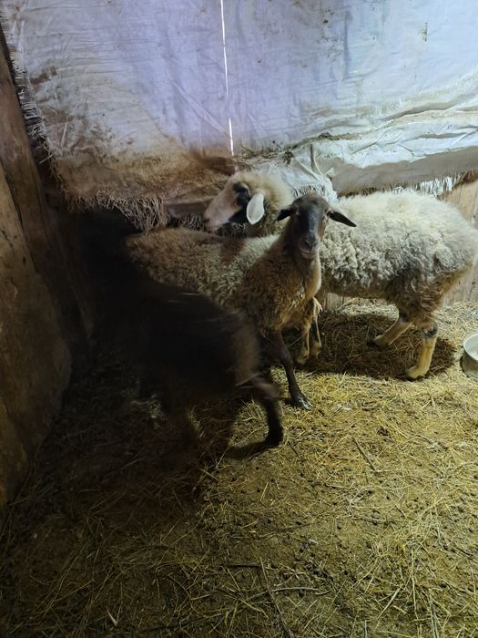 Токтылар сатылады