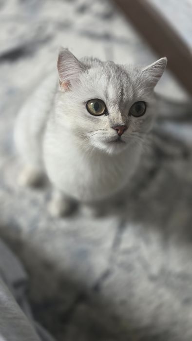 Кот, серебренная шиншилла.