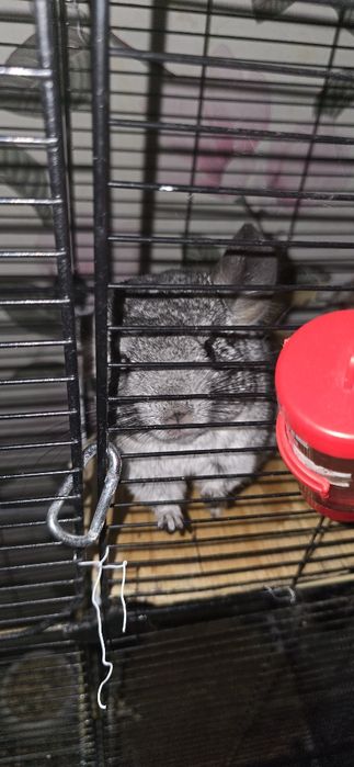 Продаю шиншилл. 15 тыщ