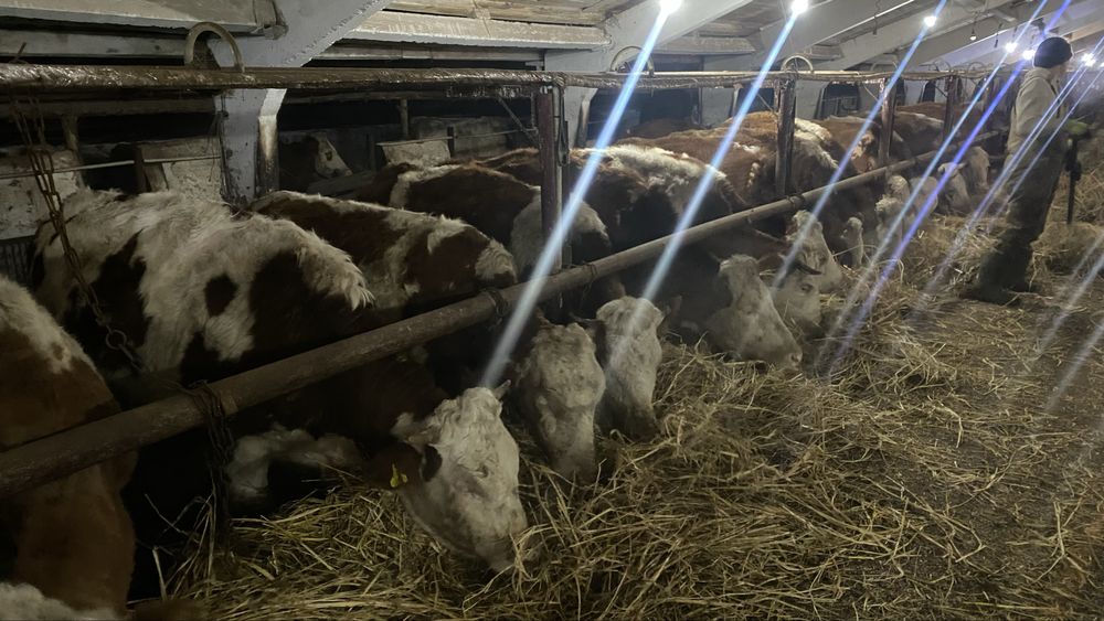 Сементал сиырлар