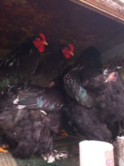 Cocosi Araucana, Australorp și Brahma , precum și oua de incubat