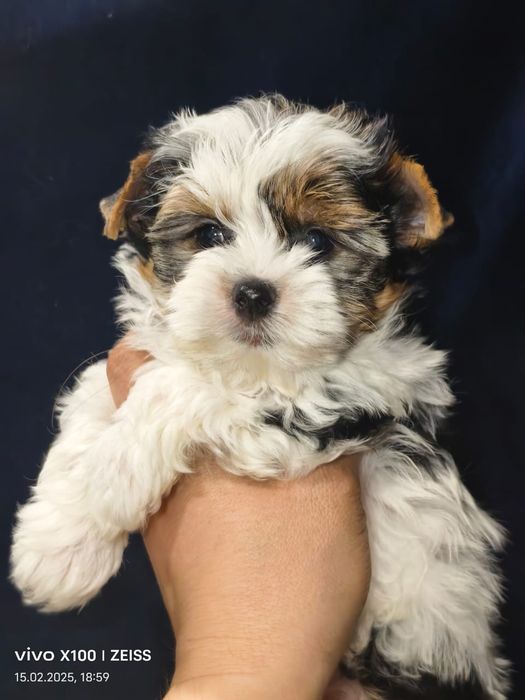 Очаровательные щенки бивера.