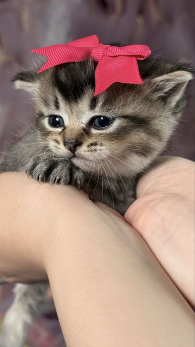 Котята 1 месячный