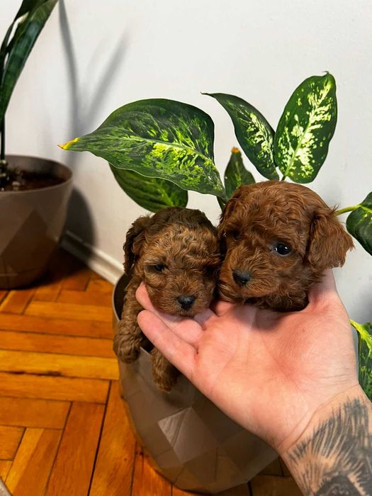 Пудел той Pudlle toy