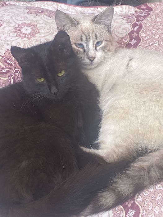 Отдам котенка в добрые  руки