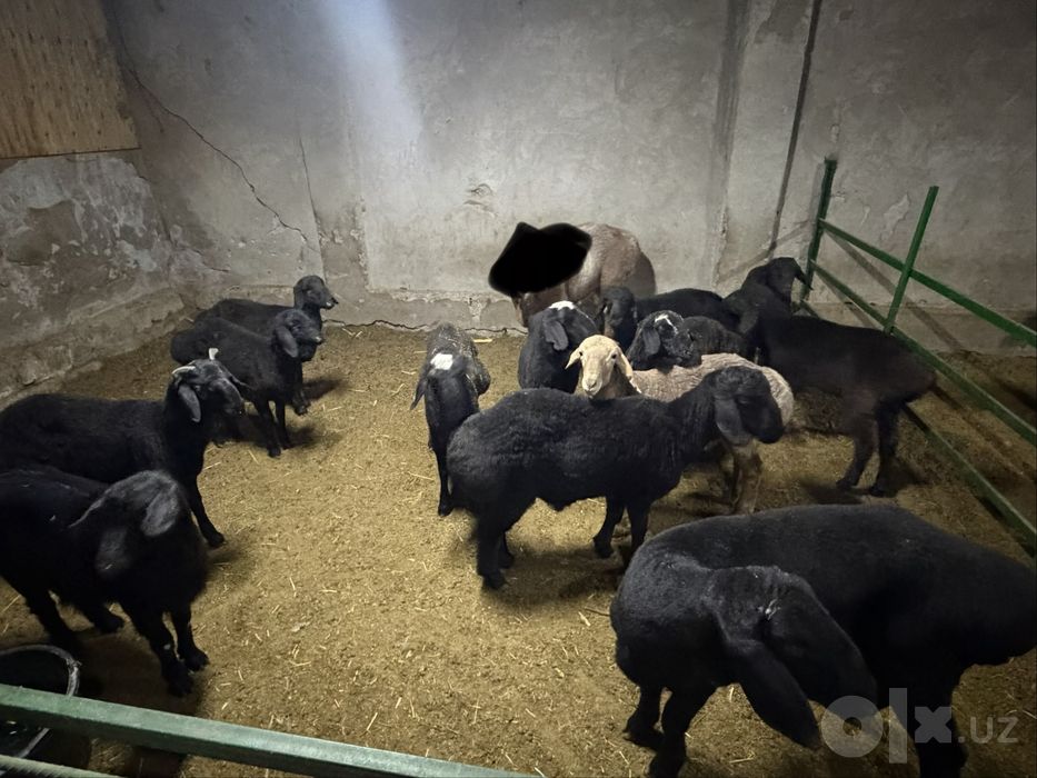 Arzon qo’ylar sotiladi 7,8 oyli