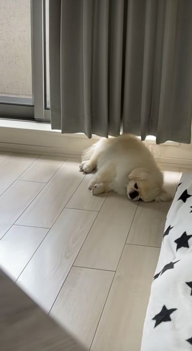 Щеночки пекинеса