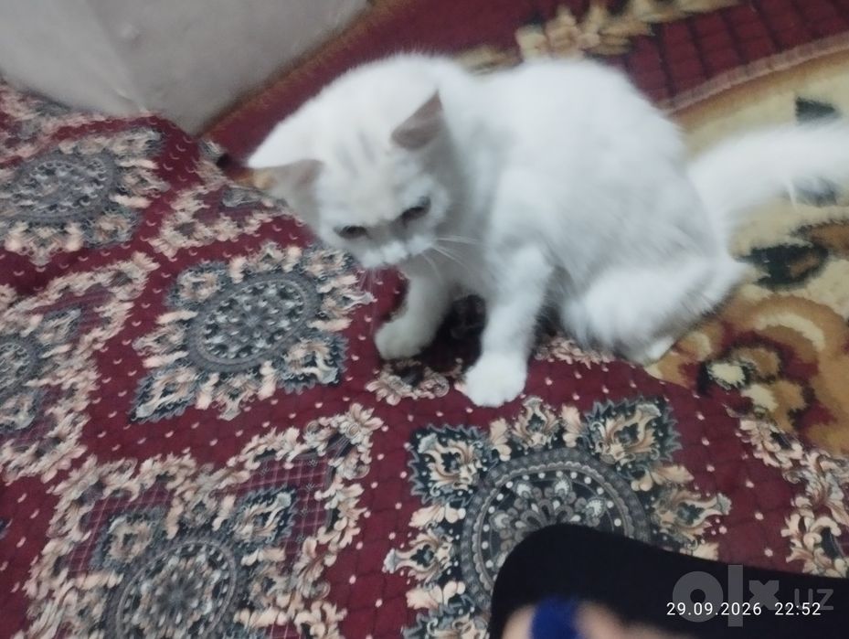 Mushuk bolasi tekin
