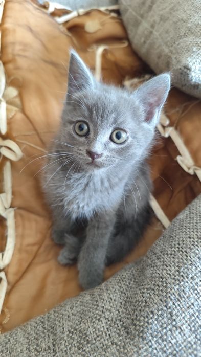 Домашние котятки