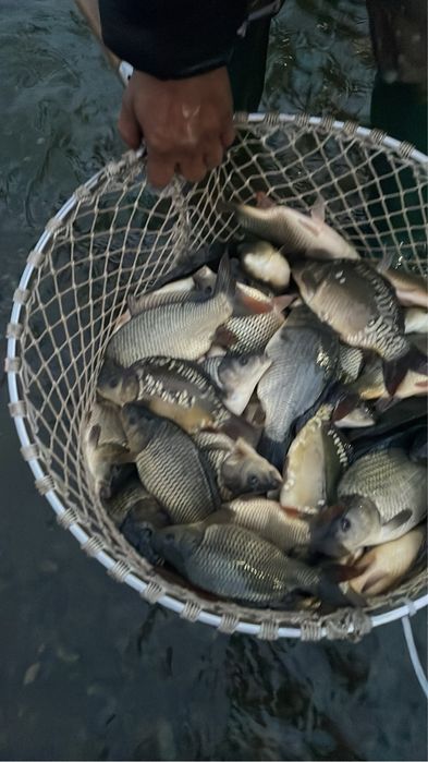 Шаран и толстолоб за консумация и зарибител!