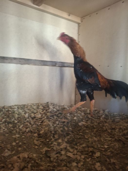 Таза шөже қораздар